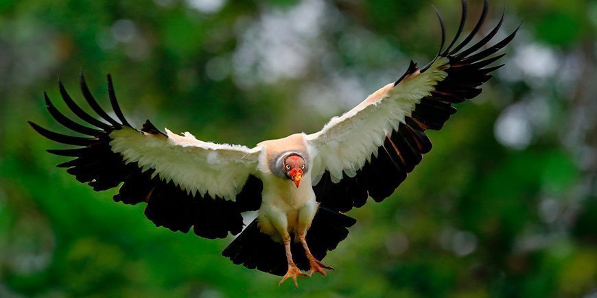 Kongegrib i grønne omgivelser