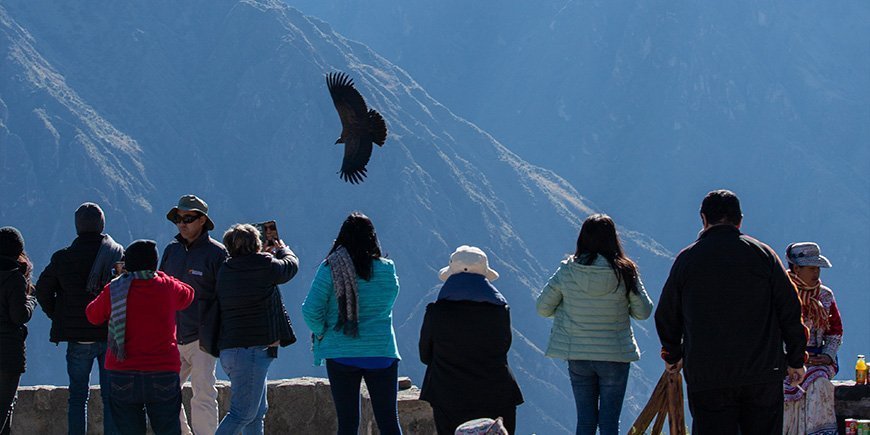 En gruppe mennesker kigger på Andeskondoren i Colca Canyon i Peru