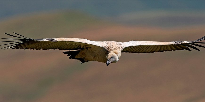 Grib svæver i luften