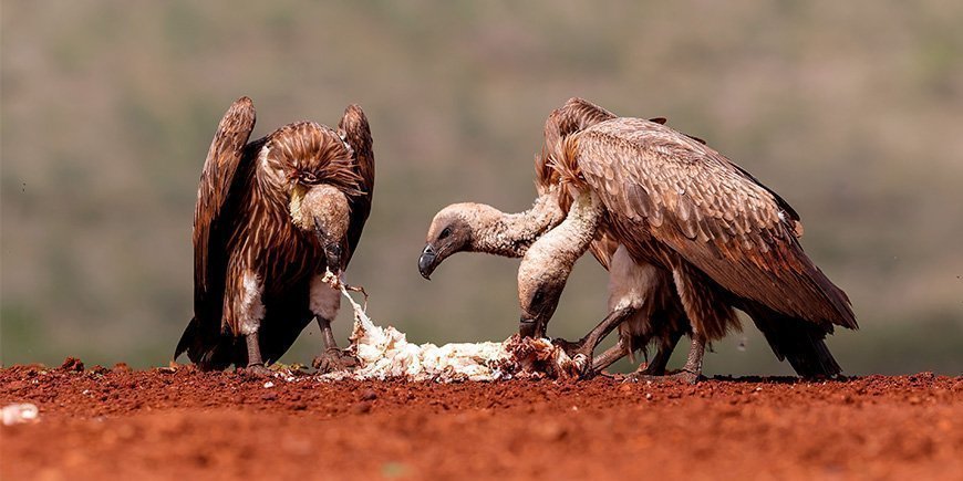 Hvidrygget gribbe spiser dødt dyr på savannen