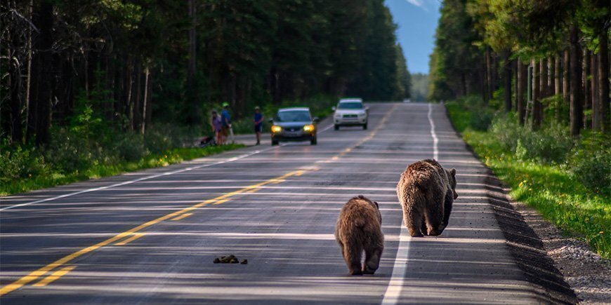 To bjørne på vejen i Canada