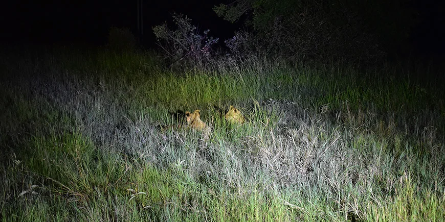 To løver gemmer sig i mørket