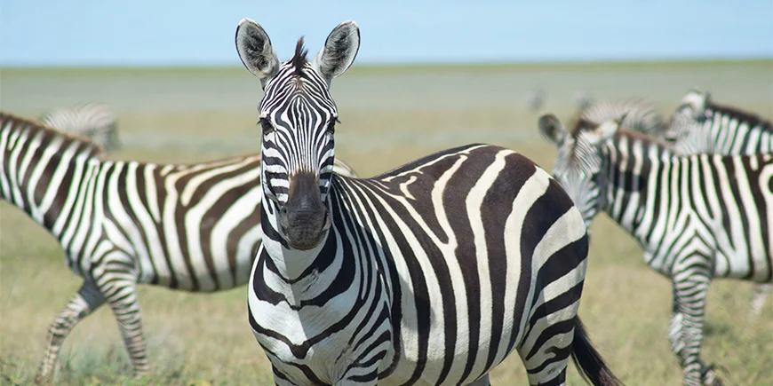 Zebra kigger mod kameraet