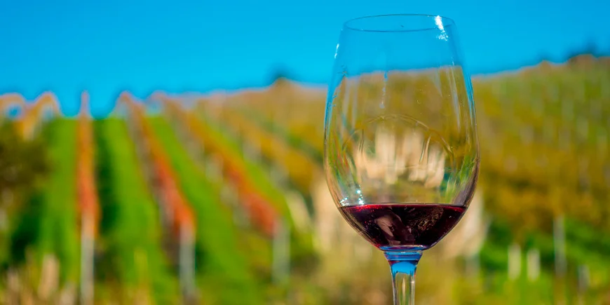 Et glas rødvin med udsigt til vinmarker på Waiheke Island