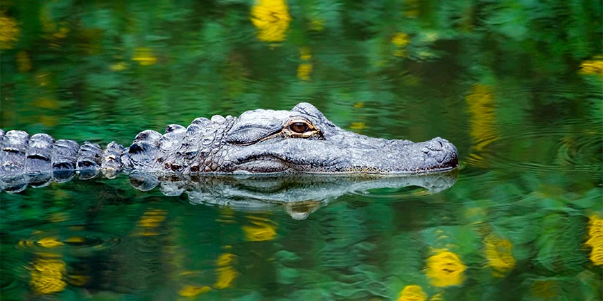 Alligator i sumpen i Everglades Nationalpark