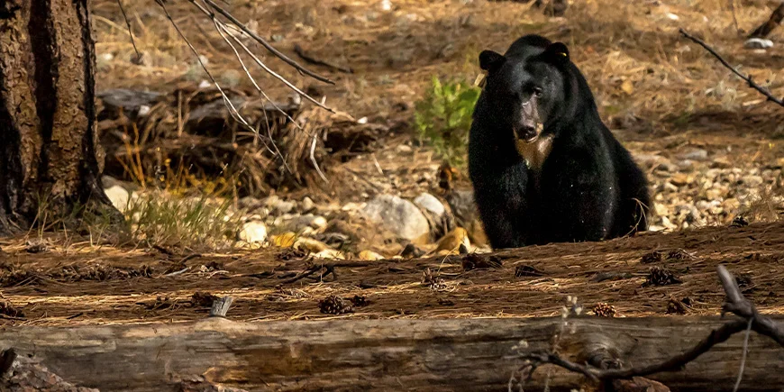 Sortbjørn i skoven i Yosemite Nationalpark i USA