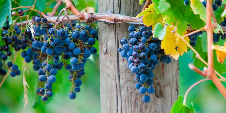 Vinranker i Yarra Valley i Australien