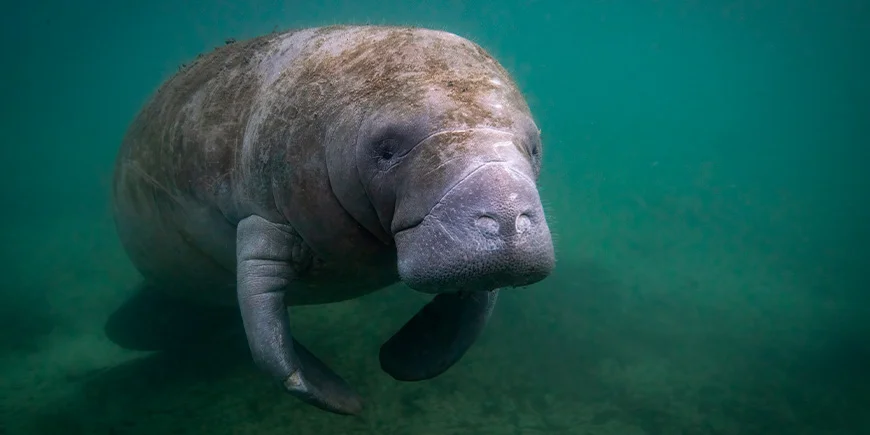 Søko i vandet i Florida