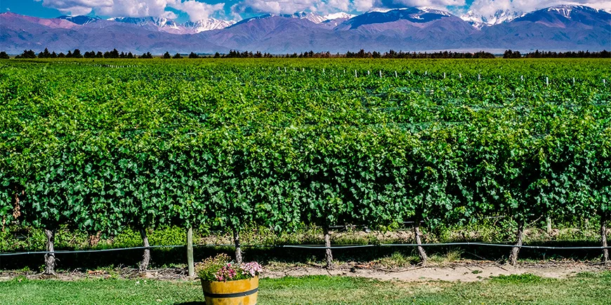Vinmarker i Mendoza med udsigt til Andesbjergene