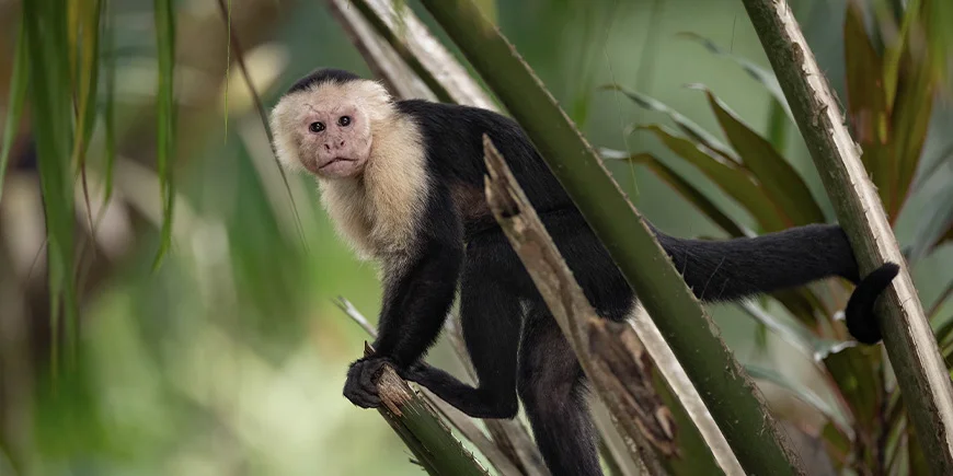 Capuchin-abe i Costa Rica