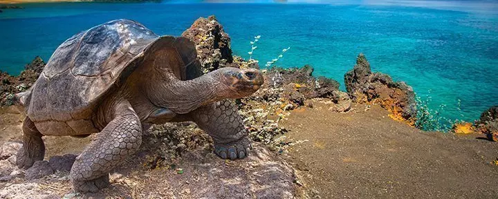 Galapagos-skildpadde står på klippe