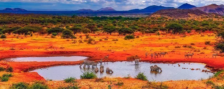 Zebraer ved sø i Tsavo Nationalpark i Kenya