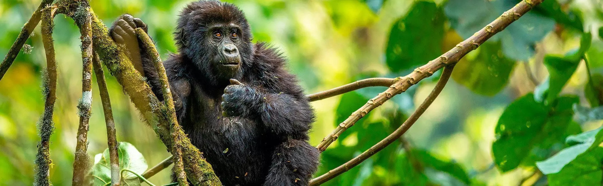 Babygorilla i et træ i junglen