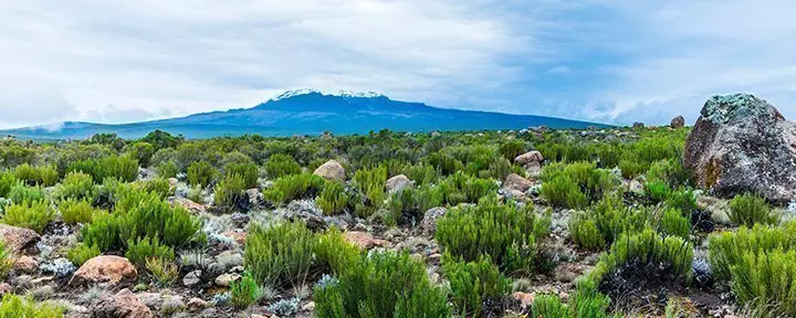 Udsigt fra Lemosho-ruten til Kilimanjaro