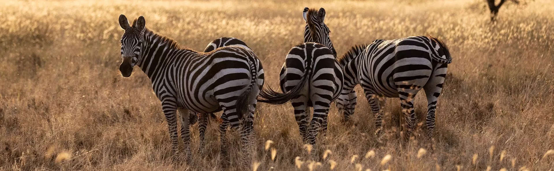 zebraer på savannen i Serengeti