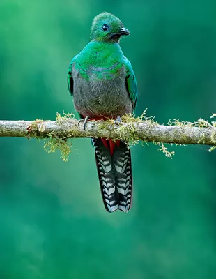 Quetzal fugl står i træ på Costa Rica