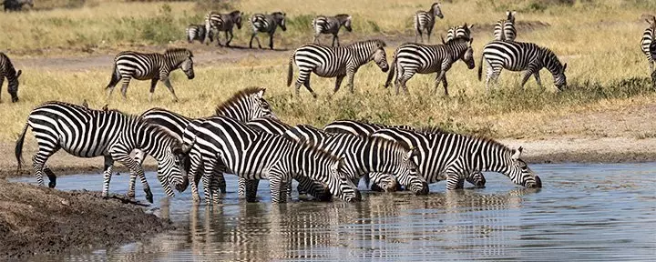 Zebraer drikker ved flod i Tarangire Nationalpark i Tanzania