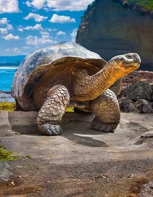 Galapagos-skildpadde i Ecuador