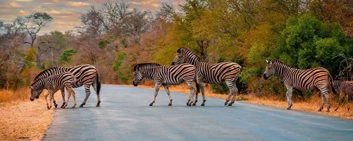 Zebraer der krydser vejen i Kruger Nationalpark