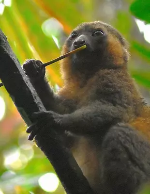 Bambuslemur i Ranomafana Nationalpark i Madagaskar
