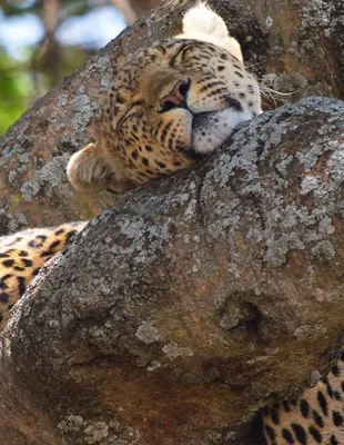 Leopard sover i et træ på Serengeti