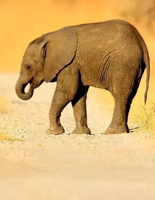 Elefantunge krydser vej i Chobe Nationalpark