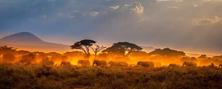 Elefanter går i flok i solnedgangen i Masai Mara