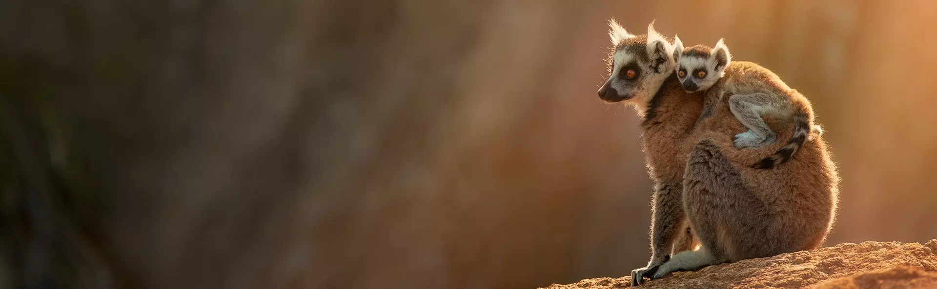 Kattalemur i Anja Reserve i Madagaskar