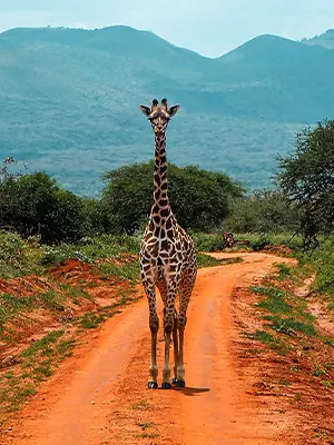 Giraf på en rød jordvej i Tsavo Nationalpark, Kenya