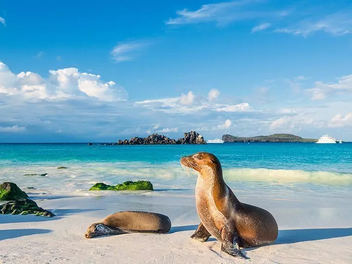 Galapagos-søløver solbader i det sidste sollys på stranden på øen Espanola, Galapagosøerne