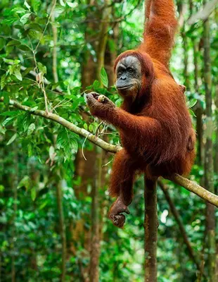 Orangutang i de vilde skove på Sumatra