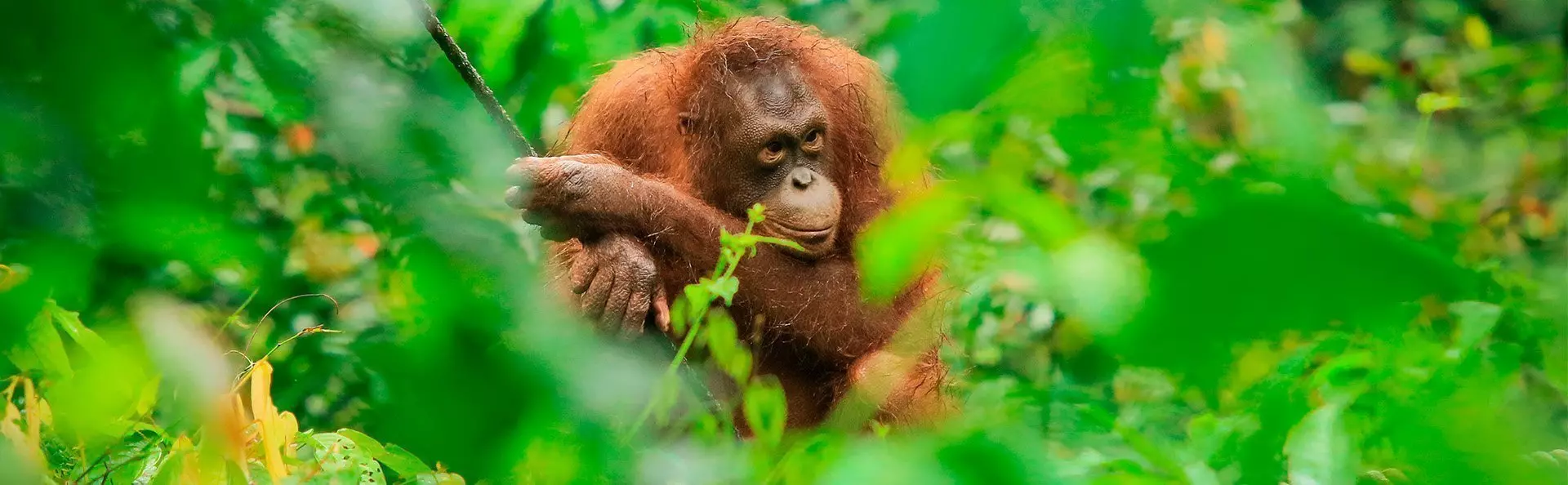 Orangutan synlig gennem krattet i Sepilok Orangutan Rehabilitation Centre på Borneo i Malaysia