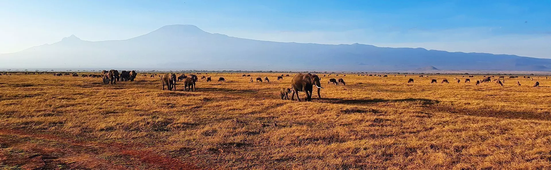 Elefanter går i række i Amboseli med Kilimanjaro som baggrund