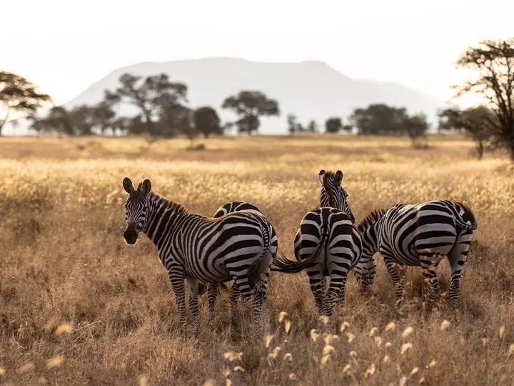 zebraer på savannen i Serengeti