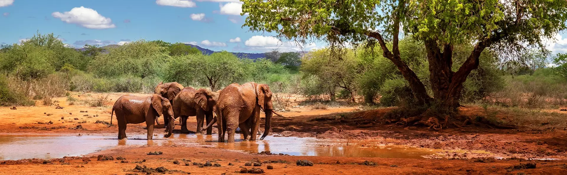 Elefanter ved et vandhul i Tsavo Nationalpark, Kenya